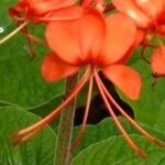 Clerodendrum buchananii Квітка