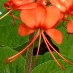 Clerodendrum buchananii Fleur