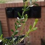 Acacia acinacea Hoja