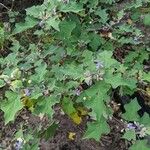 Solanum violaceum ശീലം