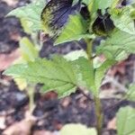 Nicandra physalodesFlower