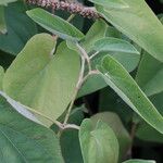 Saururus cernuus Leaf