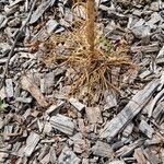 Asphodeline luteaFolha