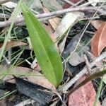 Cryptostylis erecta 葉