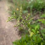 Rumex thyrsiflorus 花