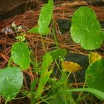 Hydrocotyle verticillata Habitus