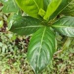 Chassalia gaertneroides Hoja