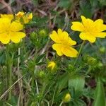 Potentilla aurea Fleur