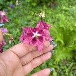 Aquilegia nigricansFlor