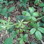 Rubus macrophyllus Blad