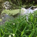 Alisma plantago-aquatica Alkat (teljes növény)