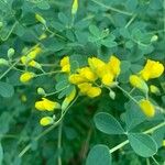 Baptisia tinctoria Flor