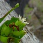 Lumnitzera racemosa ശീലം