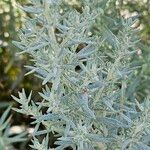 Artemisia ludoviciana Folla