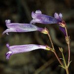 Penstemon scapoides ᱵᱟᱦᱟ