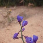 Polygala microphylla Fiore