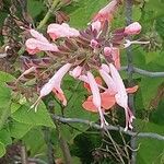 Salvia coccinea 花