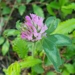 Trifolium pratenseFlor