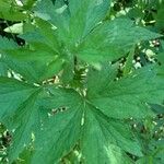 Anemone virginiana Leaf