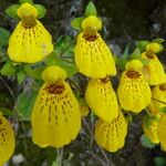 Calceolaria crenatiflora Flor
