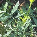 Tagetes erecta Листок