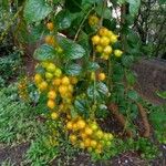 Duranta erecta Mbuma