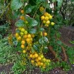 Duranta erecta Fruit