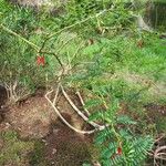 Clianthus puniceus Tervik taim