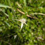 Rhynchospora colorata Blüte