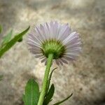 Erigeron karvinskianus Flower