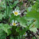 Caltha leptosepala عادت