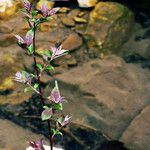 Salix cinerea Leaf