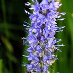 Veronica longifolia 花