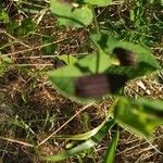 Aristolochia rotundaFolha