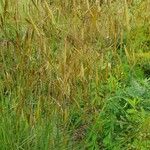 Macrochloa arenaria Flower