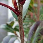 Photinia glabra Φλοιός