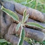 Solanum elaeagnifolium Leaf