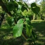 Ulmus minorFeuille