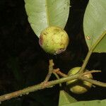 Calophyllum brasiliense Frucht