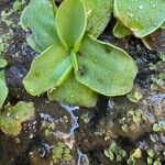 Pinguicula crystallina Folha