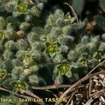 Herniaria hirsuta Flower