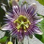 Passiflora × alatocaerulea Flors