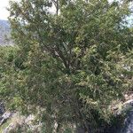 Juniperus flaccida Natur