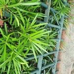 Podocarpus macrophyllus 叶