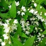 Deutzia scabra Costuma