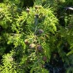 Juniperus oxycedrus Fruitua
