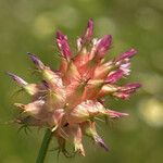 Trifolium physodes ᱵᱟᱦᱟ