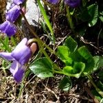 Viola pyrenaica Flower