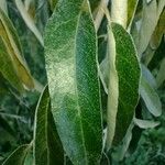 Elaeagnus angustifolia برگ