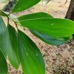 Acacia auriculiformis Blad